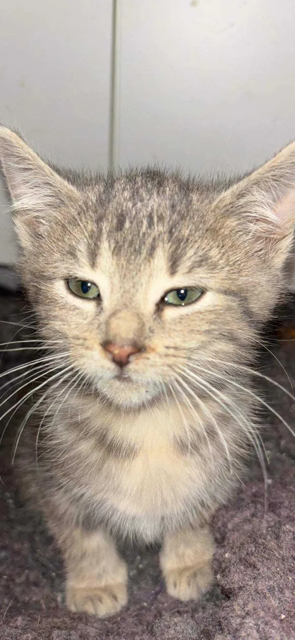 cat-1